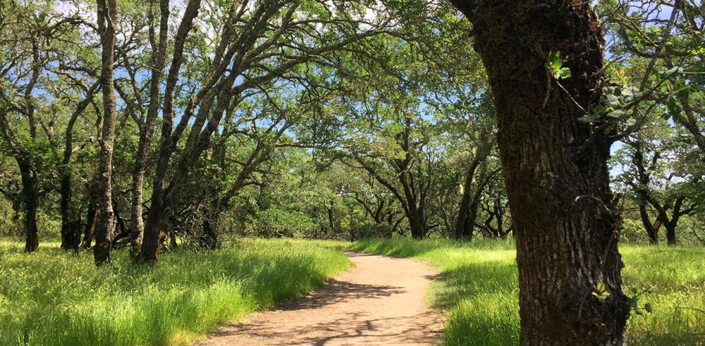 a tree in a park