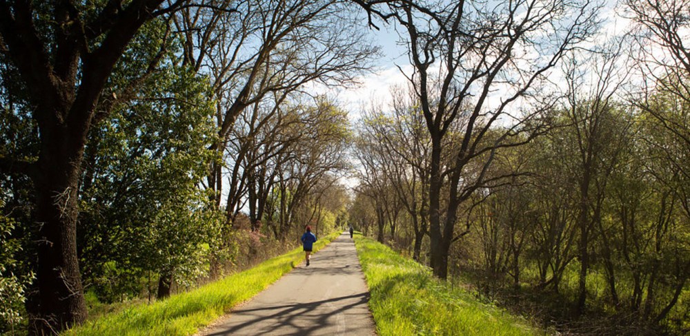 a path surrounded by trees